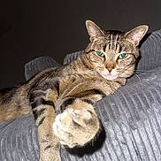 Zuko is registered to the contest to win money with this photo: cat, tabby_cat, paw, couch, gray_couch, feline, pet, indoor, relaxed, fur, whiskers, ears, animal, mammal, closeup, texture, striped, resting, household, domestic_cat