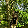 Zuko is registered to the contest to win money with this photo: cat, tabby_cat, tree, branch, harness, outdoor, nature, greenery, sunlight, animal, pet, whiskers, fur, alert, forest, leaves, daylight, mammal, wildlife, closeup