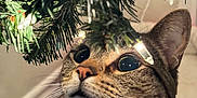 Zuko is registered to the contest to win money with this photo: cat, tabby, christmas_tree, lights, indoor, curious, whiskers, face, close_up, decorations, festive, holiday, present, fur, pet, animal, wide_eyes, nose, ear, floor