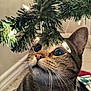 cat, tabby, christmas_tree, lights, indoor, curious, whiskers, face, close_up, decorations, festive, holiday, present, fur, pet, animal, wide_eyes, nose, ear, floor