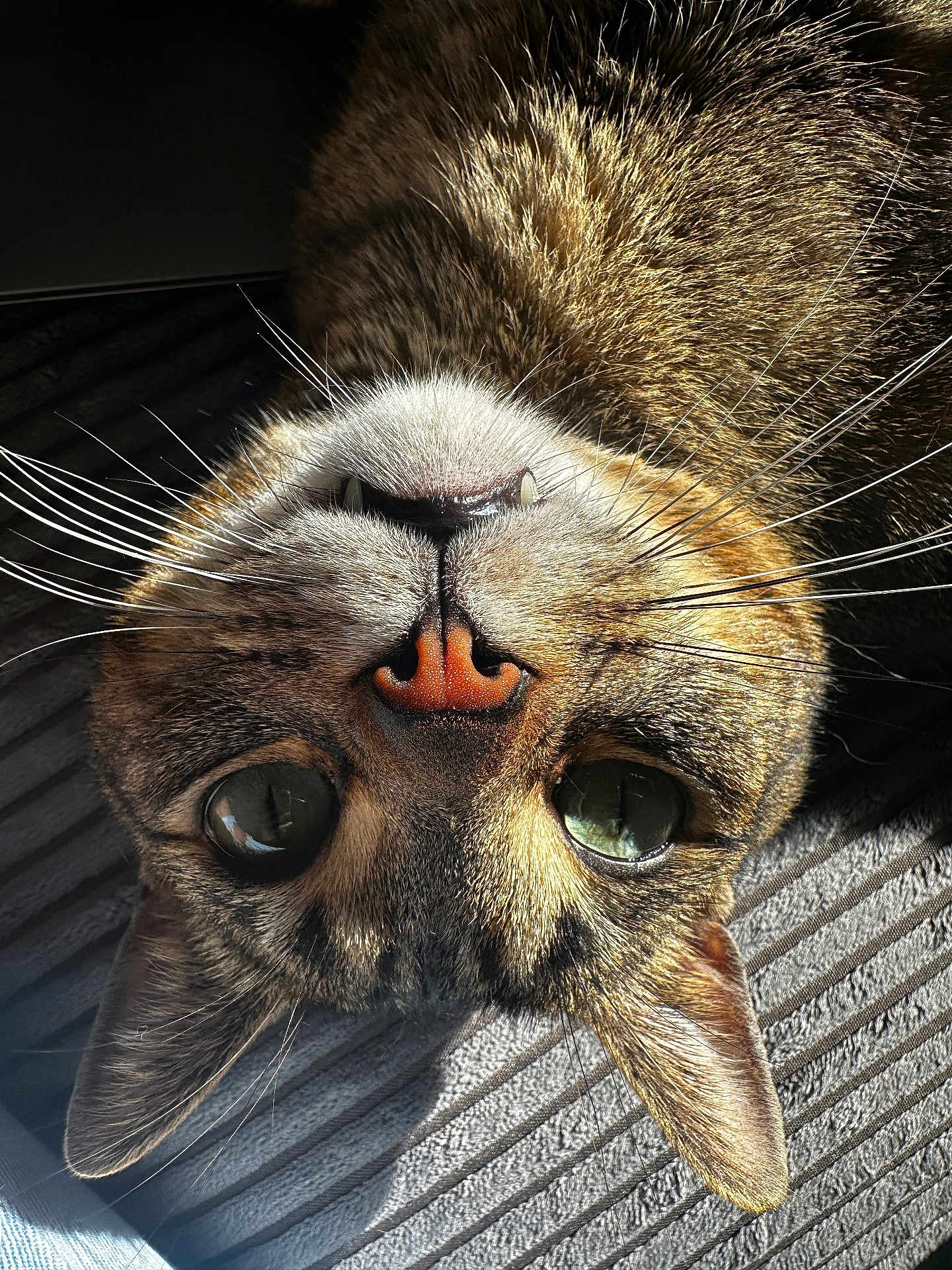 Zuko joined the competition — help win amazing prizes! cat, tabby, close_up, whiskers, nose, green_eyes, sunlight, texture, fabric, pet, animal, fur, ears, face, domestic_cat, indoor, relaxed, curious, portrait, upside_down