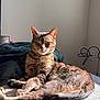 Zuko is registered to the contest to win money with this photo: cat, tabby_cat, indoor, sunlight, blanket, striped_blanket, feline, pet, relaxed, resting, cozy, animal, whiskers, ears, eyes, fur, home, quiet, comfort, shadow