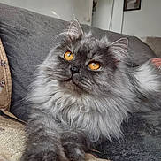 Asgard a rejoint le concours — aidez-le/la à gagner de superbes lots ! cat, fluffy_cat, gray_cat, longhaired, amber_eyes, whiskers, furry, pet, animal, portrait, closeup, sitting, lounging, blanket, couch, indoors, home, cozy, animal_eyes, ai_generated