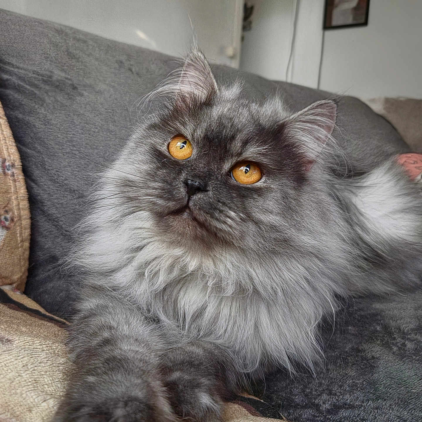 Asgard a rejoint le concours — aidez-le/la à gagner de superbes lots ! cat, fluffy_cat, gray_cat, longhaired, amber_eyes, whiskers, furry, pet, animal, portrait, closeup, sitting, lounging, blanket, couch, indoors, home, cozy, animal_eyes, ai_generated