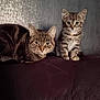 animal, cat, curious, dark_surface, domestic_animal, ears, eyes, feline, fur, indoor, kitten, lying_down, pet, portrait, sitting, tabby_cat, texture, two_animals, wall, whiskers