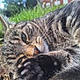 Indie is registered to the contest to win money with this photo: animal, blurred_background, cat, close_up, domestic_cat, eye, feline, fur, grass, ground, nature, nose, outdoor, paw, pet, relaxed, sleepy, sunlight, tabby, whiskers