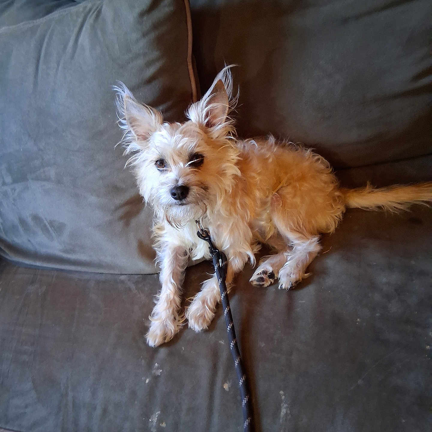 Littlebit is registered to the contest to win money with this photo: animal, canine, companion, couch, cute, dog, domestic_animal, ears, fur, furniture, indoor, leash, living_room, looking_at_camera, paw, pet, relaxed, resting, scruffy, small_dog