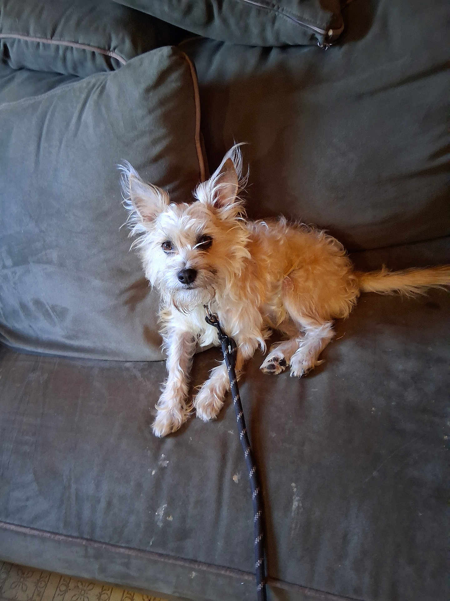 Littlebit is registered to the contest to win money with this photo: dog, leash, couch, pet, indoor, small_dog, fur, ears, paw, animal, domestic_animal, canine, relaxed, looking_at_camera, furniture, living_room, scruffy, resting, companion, cute