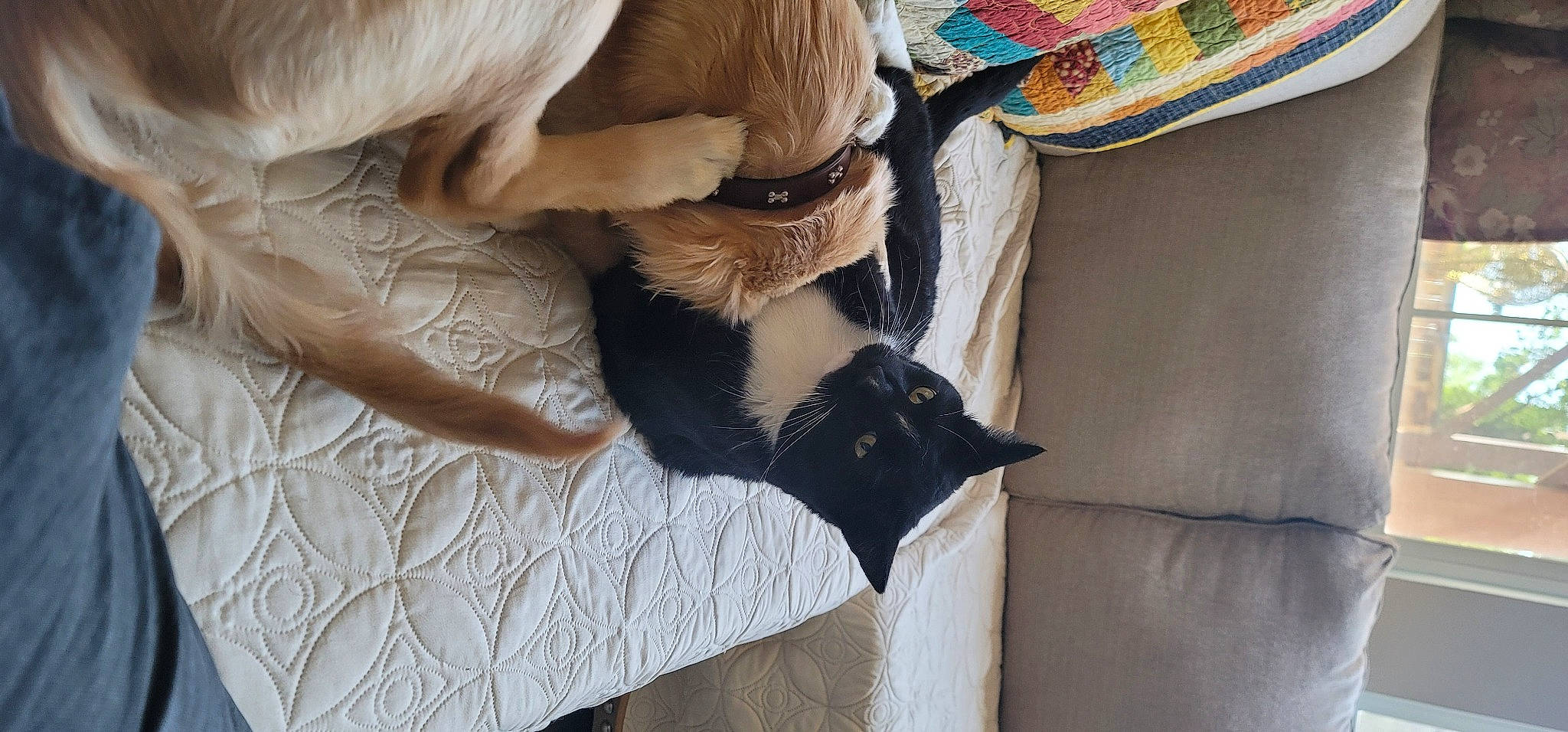 Ducati joined the competition — help win amazing prizes! canidae, carnivore, cat, claw, comfort, companion_dog, dog_breed, domestic_short_haired_cat, fawn, felidae, fur, human_leg, small_to_medium_sized_cats, snout, sporting_group, tail, textile, tree, whiskers, wood