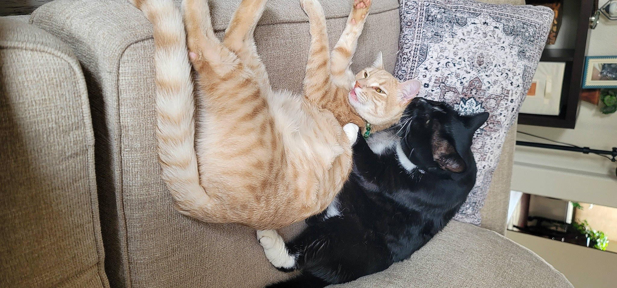 Ducati is registered to the contest to win money with this photo: carnivore, cat, cat_bed, cat_furniture, cat_supply, claw, comfort, domestic_short_haired_cat, fawn, felidae, fur, nap, paw, small_to_medium_sized_cats, snout, tail, terrestrial_animal, tree, whiskers, wood