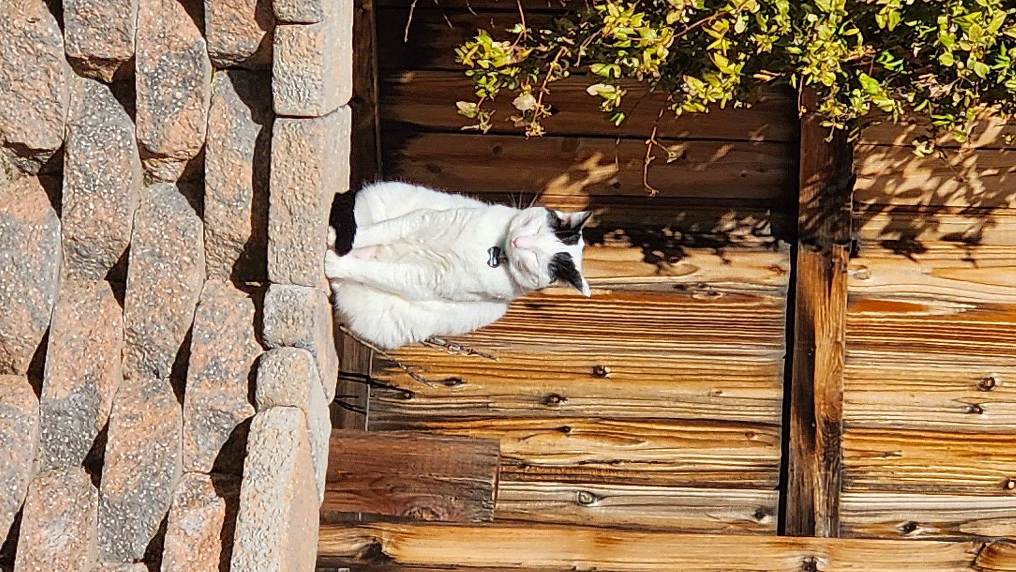 Canvas joined the competition — help win amazing prizes! building, dog, door, hardwood, home_fencing, landscape, log_cabin, lumber, plank, plant, shade, shadow, siding, tints_and_shades, tree, trunk, twig, window, wood, wood_stain