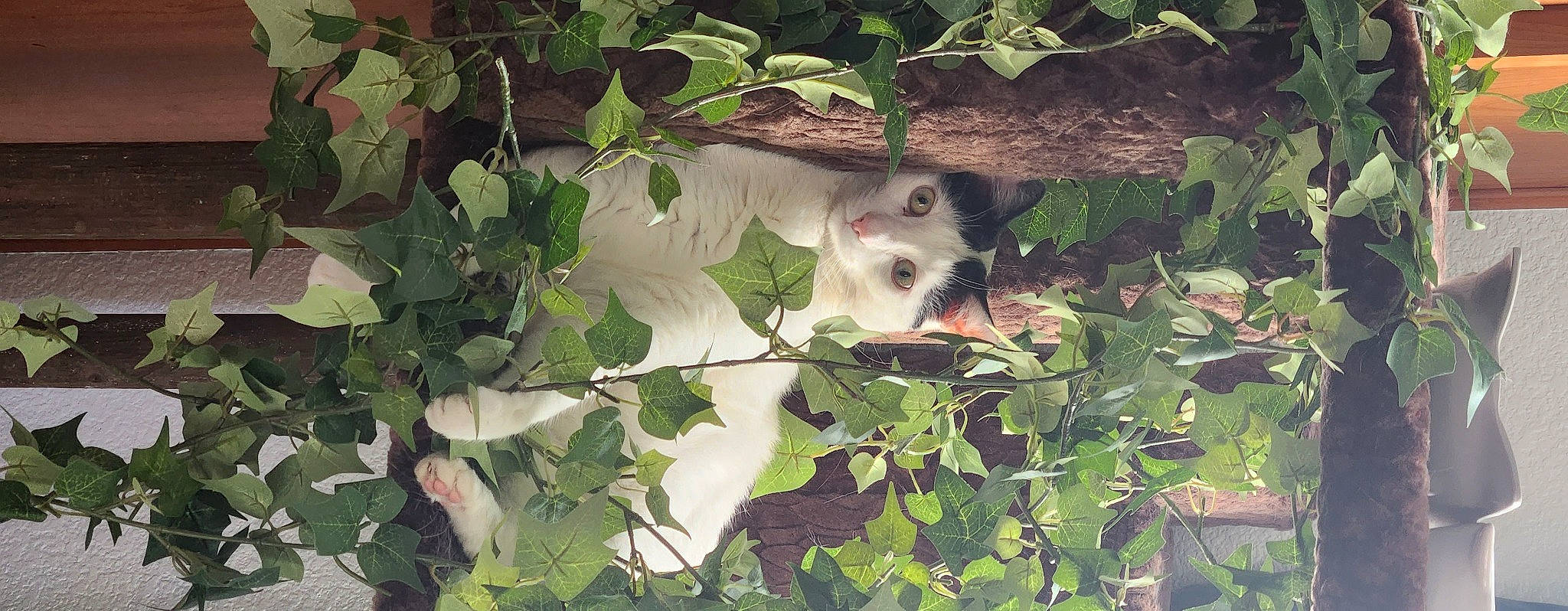 Canvas joined the competition — help win amazing prizes! canidae, carnivore, cat, dog_breed, fawn, felidae, flowering_plant, fur, grass, herb, marsupial, plant, small_to_medium_sized_cats, snout, sporting_group, terrestrial_animal, tree, twig, whiskers, wildlife