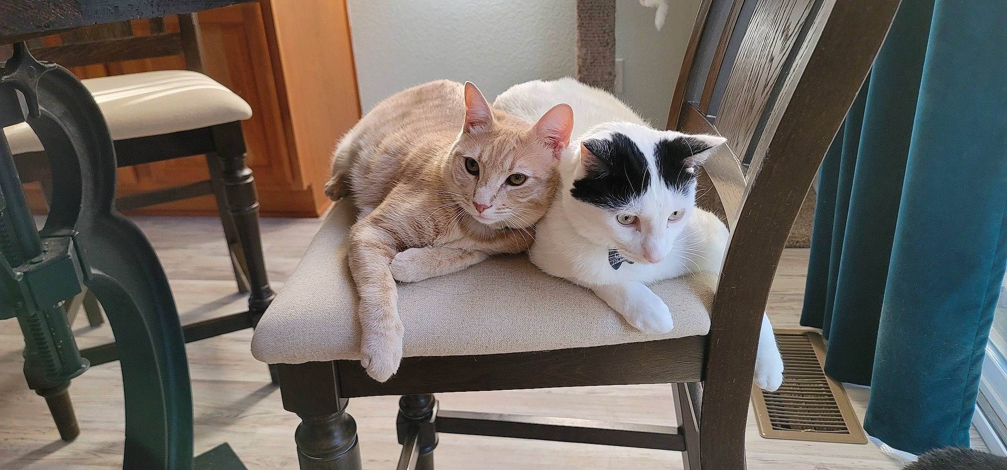 Canvas is registered to the contest to win money with this photo: carnivore, cat, cat_supply, comfort, domestic_short_haired_cat, eye, fawn, felidae, grey, hardwood, outdoor_bench, outdoor_furniture, paw, pet_supply, small_to_medium_sized_cats, snout, tail, whiskers, window, wood