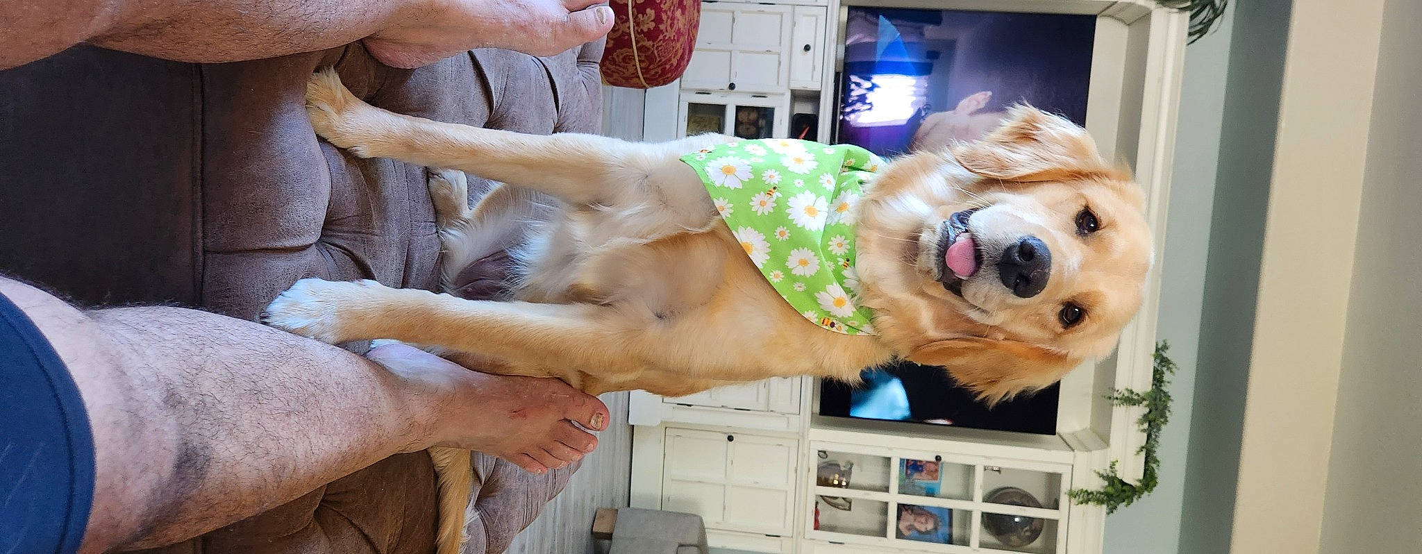 Piper is registered to the contest to win money with this photo: abdomen, canidae, carnivore, chest, companion_dog, dog, dog_breed, dog_supply, eyewear, fawn, fun, fur, human_leg, plant, selfie, sporting_group, thigh