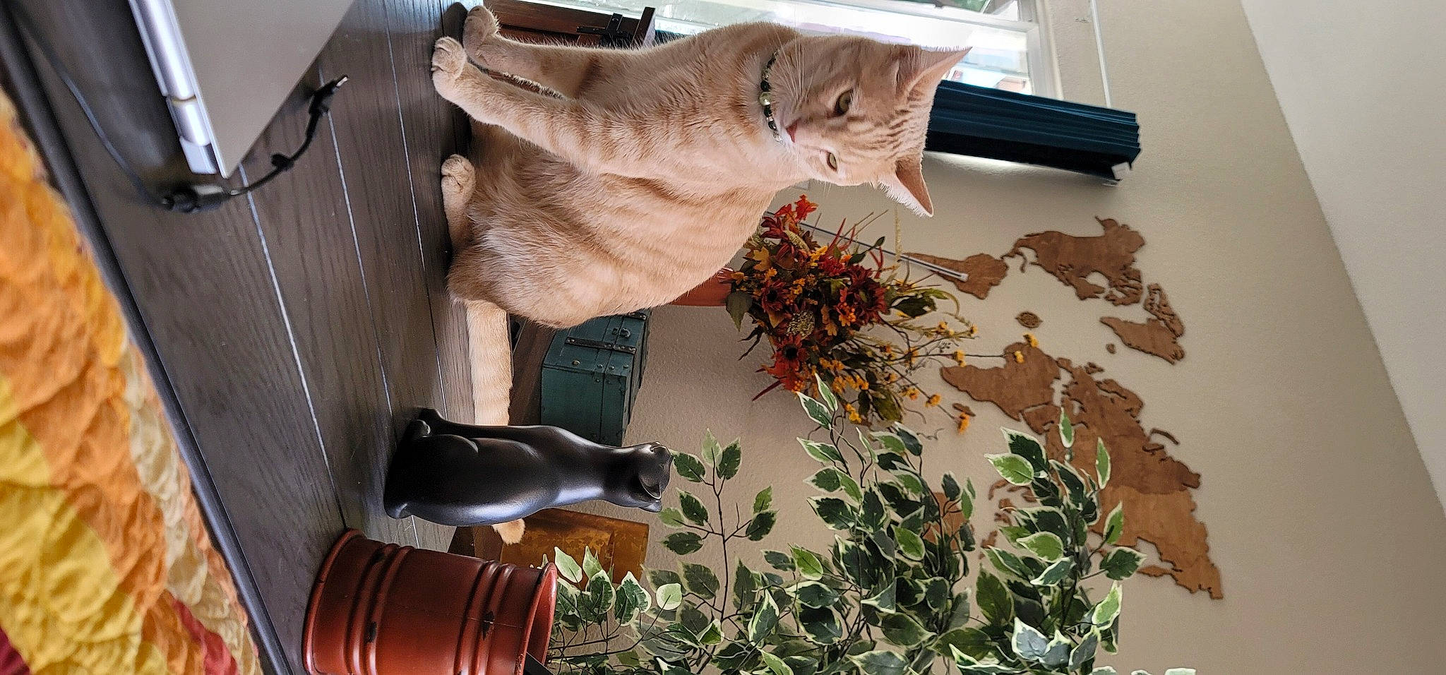 Savory is registered to the contest to win money with this photo: brown, carnivore, cat, domestic_short_haired_cat, fawn, felidae, flower, fur, gesture, herb, herbaceous_plant, houseplant, plant, room, small_to_medium_sized_cats, tail, tree, twig, whiskers, wood