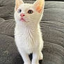 Oliver joined the competition — help win amazing prizes! kitten, cat, white_fur, heterochromia, blue_eye, green_eye, small_paws, whiskers, pink_nose, indoor, couch, curious, sitting, pet, feline, young_animal, soft_fur, close_up, domestic_cat, cute