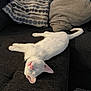 Oliver joined the competition — help win amazing prizes! cat, white_cat, sleeping, couch, pillows, indoor, pet, feline, relaxing, cozy, fur, pink_nose, ears, stretching, home, domestic_animal, resting, comfortable, animal, cute