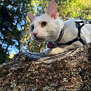 Oliver is registered to the contest to win money with this photo: cat, white_cat, heterochromia, tree_trunk, forest, outdoor, nature, sunlight, harness, pet_tag, animal, closeup, whiskers, ears, mammal, curious, feline, greenery, bark, daylight