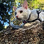 cat, white_cat, heterochromia, tree_trunk, forest, outdoor, nature, sunlight, harness, pet_tag, animal, closeup, whiskers, ears, mammal, curious, feline, greenery, bark, daylight