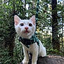 cat, kitten, white_cat, heterochromia, blue_eye, brown_eye, forest, tree_stump, harness, leash, outdoor, nature, animal, curious, pet, young_cat, whiskers, fur, wildlife, greenery