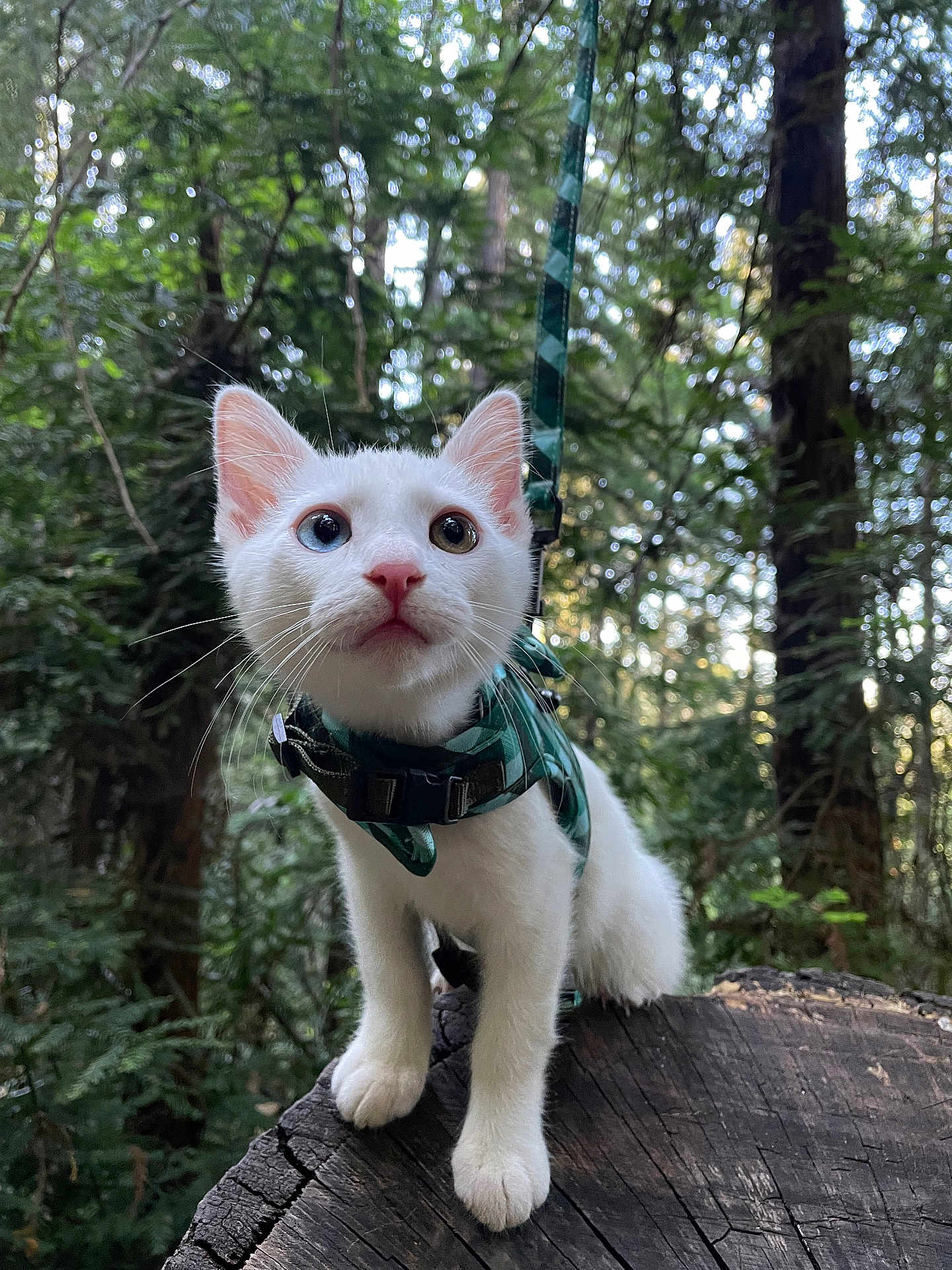 Oliver joined the competition — help win amazing prizes! cat, kitten, white_cat, heterochromia, blue_eye, brown_eye, forest, tree_stump, harness, leash, outdoor, nature, animal, curious, pet, young_cat, whiskers, fur, wildlife, greenery