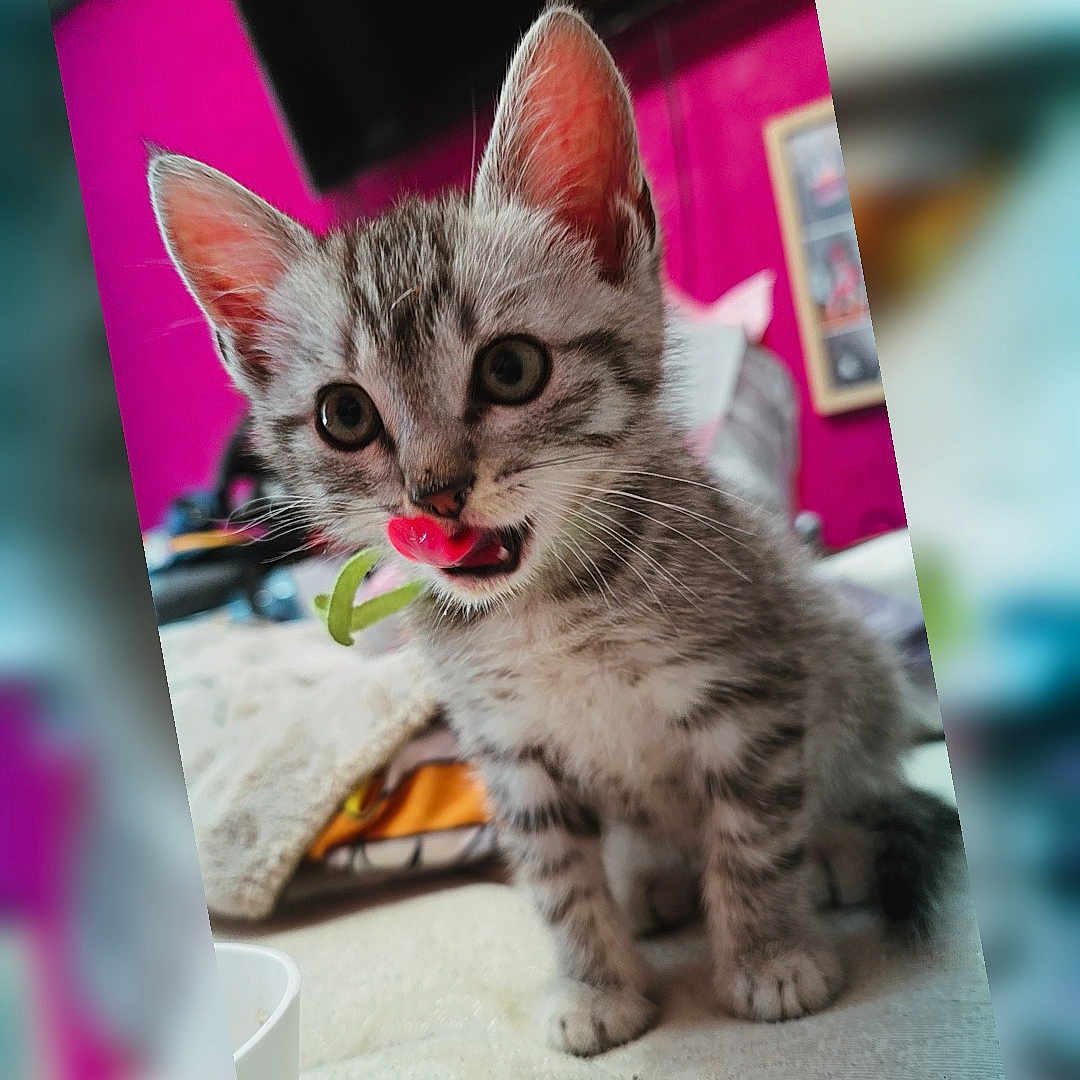 Olaf a rejoint le concours — aidez-le/la à gagner de superbes lots ! animal, bed, blanket, cat, curious, cute, ears, eyes, feline, fur, indoor, kitten, licking, pet, pink_background, playful, small, tabby, tongue, whiskers