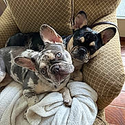 Billie And Holly joined the competition — help win amazing prizes! dog, french_bulldog, pet, animal, indoor, chair, blanket, cozy, snuggling, cute, ears, fur, companion, relaxing, resting, household, wooden_floor, comfort, expression, portrait