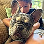 Billie And Holly is registered to the contest to win money with this photo: dog, french_bulldog, child, indoor, couch, window, smiling, heterochromia, close_up, pet, cute, face, ears, fur, legs, cushion, light, happy, boy, home