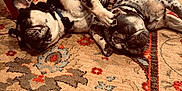 Billie And Holly joined the competition — help win amazing prizes! dog, sleeping, lying_down, indoor, carpet, patterned_rug, black_and_white, pet, cute, relaxed, pair, floor, animal, domestic, resting, companion, cozy, home, paw, friendship