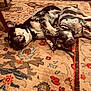 dog, sleeping, lying_down, indoor, carpet, patterned_rug, black_and_white, pet, cute, relaxed, pair, floor, animal, domestic, resting, companion, cozy, home, paw, friendship