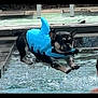 Billie And Holly joined the competition — help win amazing prizes! dog, pool, water, costume, shark_costume, pet, animal, swimming_pool, jumping, playful, outdoor, summer, fun, leap, blue, black_dog, pet_clothing, active, splash, cute