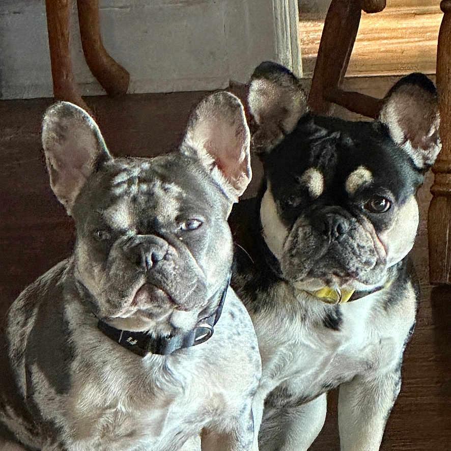 Billie And Holly is registered to the contest to win money with this photo: animal, collar, companion, curious, cute, dog, domestic, ears, french_bulldog, furniture, home, indoor, mammal, natural_light, pet, portrait, sitting, two_dogs, wooden_floor, wrinkles