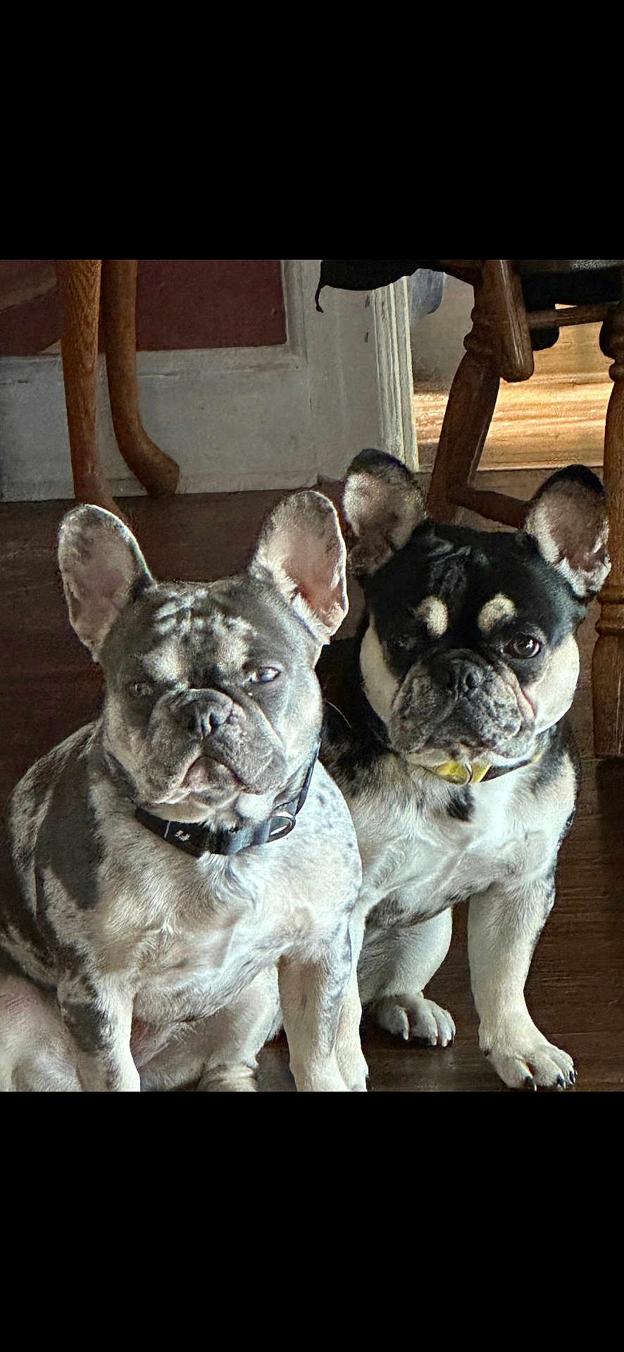Billie And Holly is registered to the contest to win money with this photo: french_bulldog, dog, pet, indoor, wooden_floor, ears, wrinkles, collar, two_dogs, companion, animal, cute, curious, sitting, portrait, domestic, mammal, furniture, home, natural_light