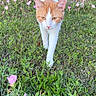 Mimi is registered to the contest to win money with this photo: cat, orange_cat, white_cat, grass, flowers, garden, outdoor, greenery, pink_flowers, walking_cat, feline, nature, pet, sunlight, red_fence, plants, spring, animal, cute, curious