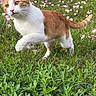 cat, orange_cat, white_cat, outdoor, grass, flowers, pink_flowers, greenery, walking, animal, pet, nature, field, curious, whiskers, tail, daylight, mammal, fur, closeup