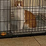 Mimi joined the competition — help win amazing prizes! cat, cage, pet, indoor, blanket, floor, tile, orange_object, wire, animal, feline, resting, curious, cozy, quiet, home, confined, looking, sitting, domestic