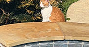 Mimi joined the competition — help win amazing prizes! cat, orange_cat, white_cat, outdoor, pool, stone_ledge, greenery, plants, fence, sunlight, garden, nature, calm, pet, animal, backyard, daytime, relaxing, sitting, fur