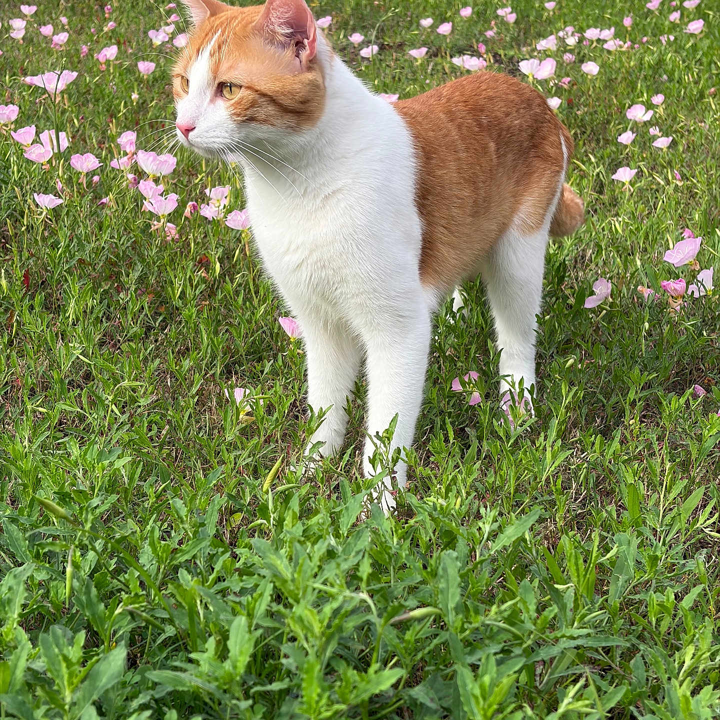 Mimi joined the competition — help win amazing prizes! cat, orange_and_white, grass, flowers, outdoor, nature, greenery, pink_flowers, pet, animal, feline, alert, standing, daylight, garden, curious, whiskers, ears, tail, field