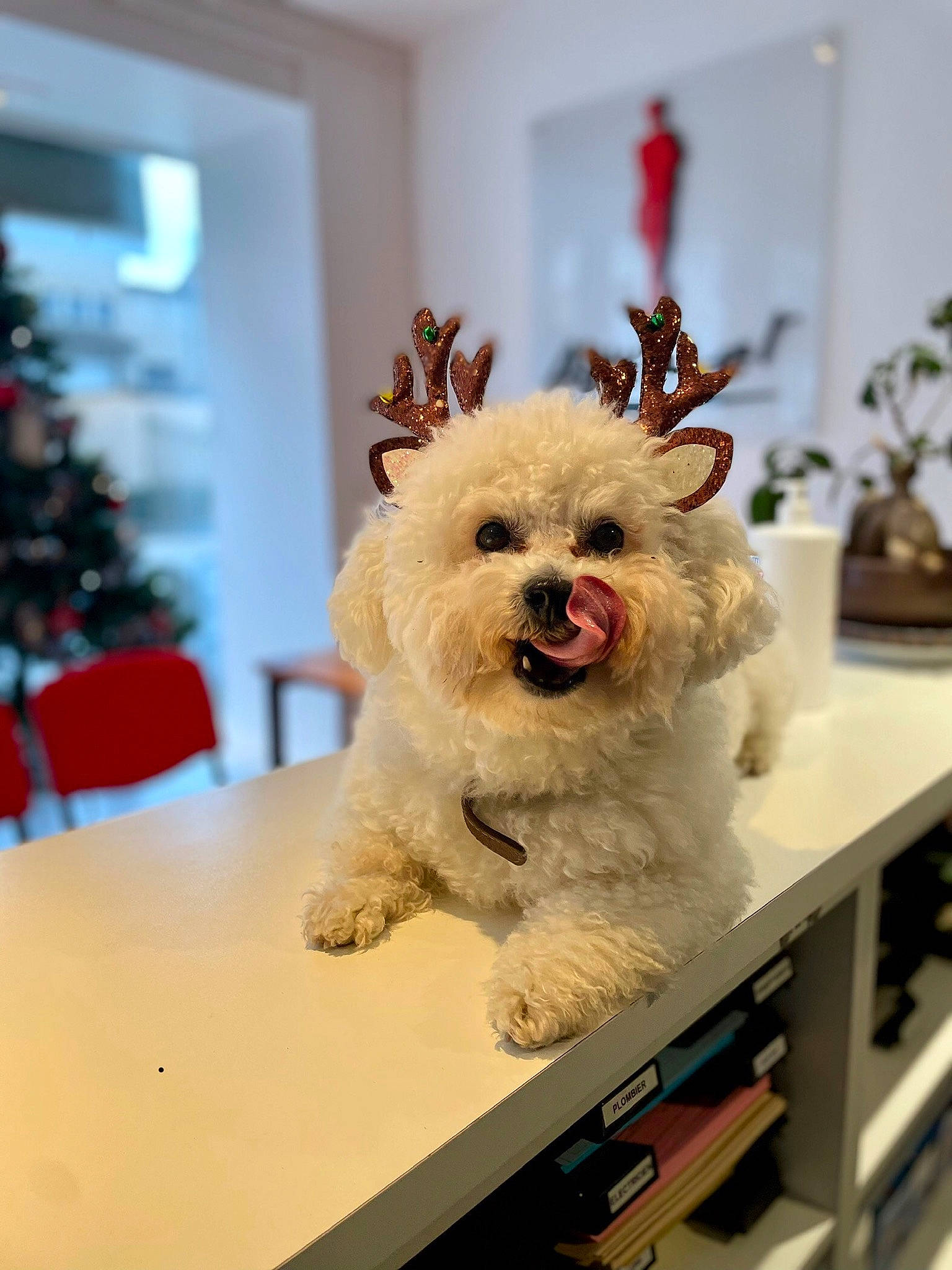 Haribo participe au concours pour gagner de l'argent avec cette photo : carnivore, christmas_tree, companion_dog, dog, dog_breed, dog_supply, event, fawn, flowerpot, fur, happy, houseplant, picture_frame, plant, room, small_terrier, snout, stuffed_toy, toy, toy_dog