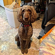 Chanel is registered to the contest to win money with this photo: dog, curly_fur, brown_dog, pet, indoor, kitchen, floor, chair, trash_can, cabinet, table, collar, sitting, looking_up, tile_floor, household, domestic_animal, fur, waiting, curious