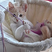 Sun a rejoint le concours — aidez-le/la à gagner de superbes lots ! kitten, cat, pet, indoor, hammock, fluffy, playing, string, paws, cute, curious, feline, animal, relaxing, cozy, window, fur, whiskers, pink, toy