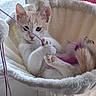 kitten, cat, pet, indoor, hammock, fluffy, playing, string, paws, cute, curious, feline, animal, relaxing, cozy, window, fur, whiskers, pink, toy