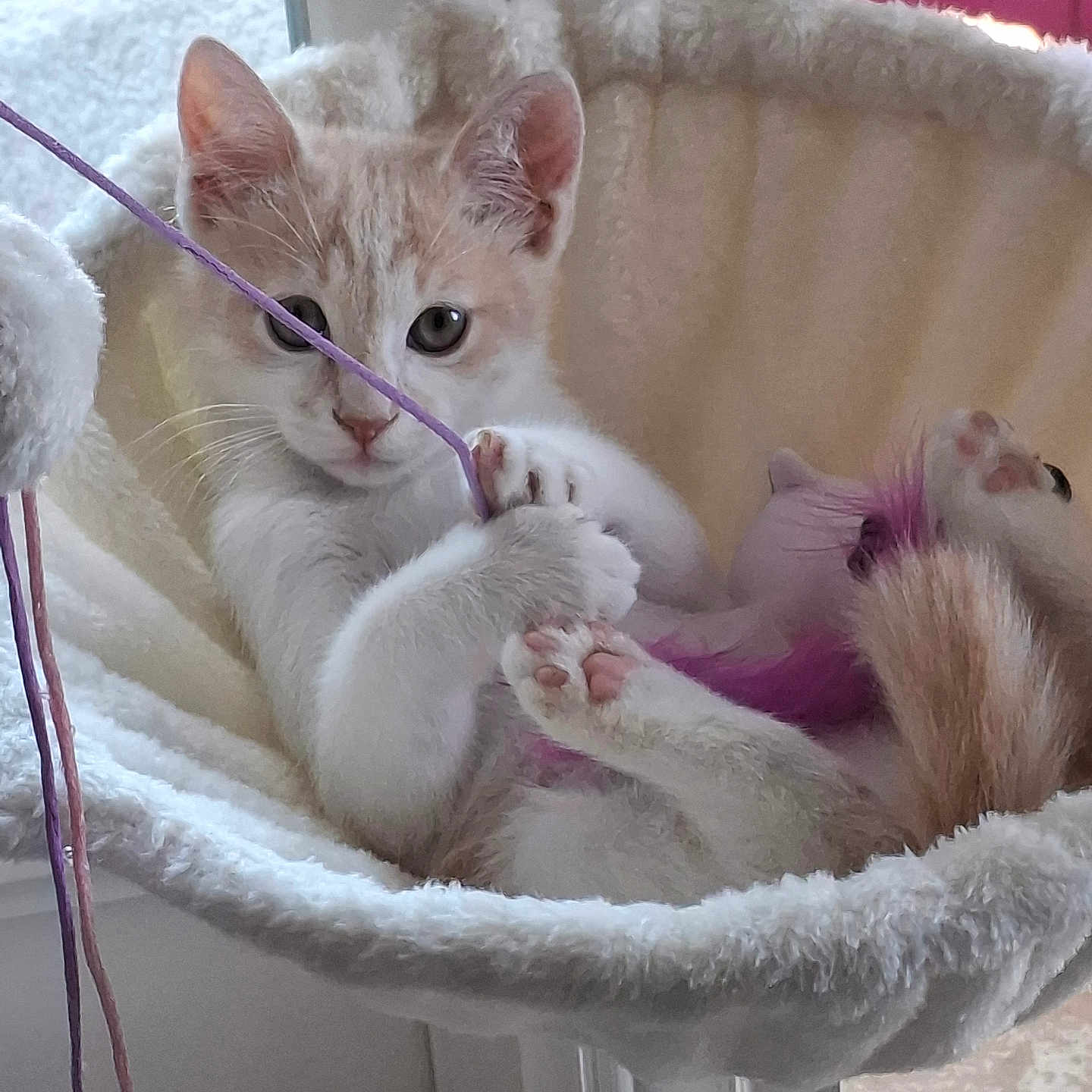 Sun a rejoint le concours — aidez-le/la à gagner de superbes lots ! kitten, cat, pet, indoor, hammock, fluffy, playing, string, paws, cute, curious, feline, animal, relaxing, cozy, window, fur, whiskers, pink, toy