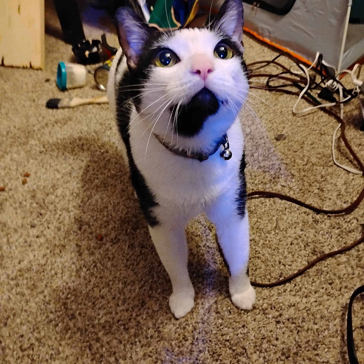 Charlie joined the competition — help win amazing prizes! animal, bell, black_and_white, carpet, cat, clutter, collar, cords, curious, domestic, eyes, feline, floor, fur, household, indoor, looking_up, pet, standing, whiskers