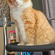 Crushman is registered to the contest to win money with this photo: animal, cat, chair, closeup, curtain, domestic_animal, ears, feline, fur, furniture, household, indoor, looking, orange_cat, pet, portrait, sitting, toy, whiskers, white_cat