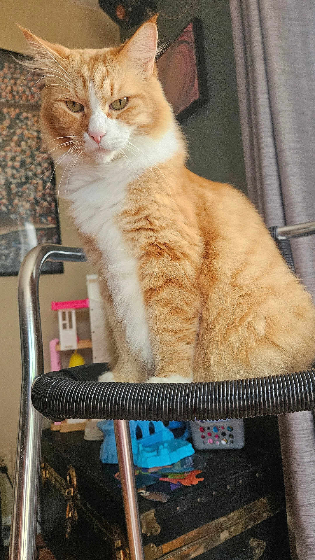 Crushman is registered to the contest to win money with this photo: animal, cat, chair, closeup, curtain, domestic_animal, ears, feline, fur, furniture, household, indoor, looking, orange_cat, pet, portrait, sitting, toy, whiskers, white_cat
