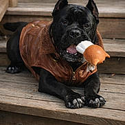 La Chula joined the competition — help win amazing prizes! animal, black_dog, brown, canine, chewing, close_up, collar, cute, dog, ears, fur, leather_jacket, outdoor, paws, pet, playful, plush_toy, resting, toy, wooden_steps