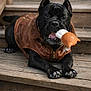 animal, black_dog, brown, canine, chewing, close_up, collar, cute, dog, ears, fur, leather_jacket, outdoor, paws, pet, playful, plush_toy, resting, toy, wooden_steps