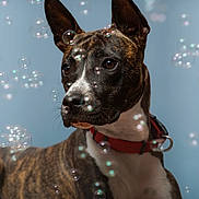 Yuko participe au concours pour gagner de l'argent avec cette photo : dog, brindle, red_collar, bubbles, portrait, animal, pet, ears, snout, brown, white_chest, close_up, studio, playful, cute, looking_away, indoor, young_dog, canine, background