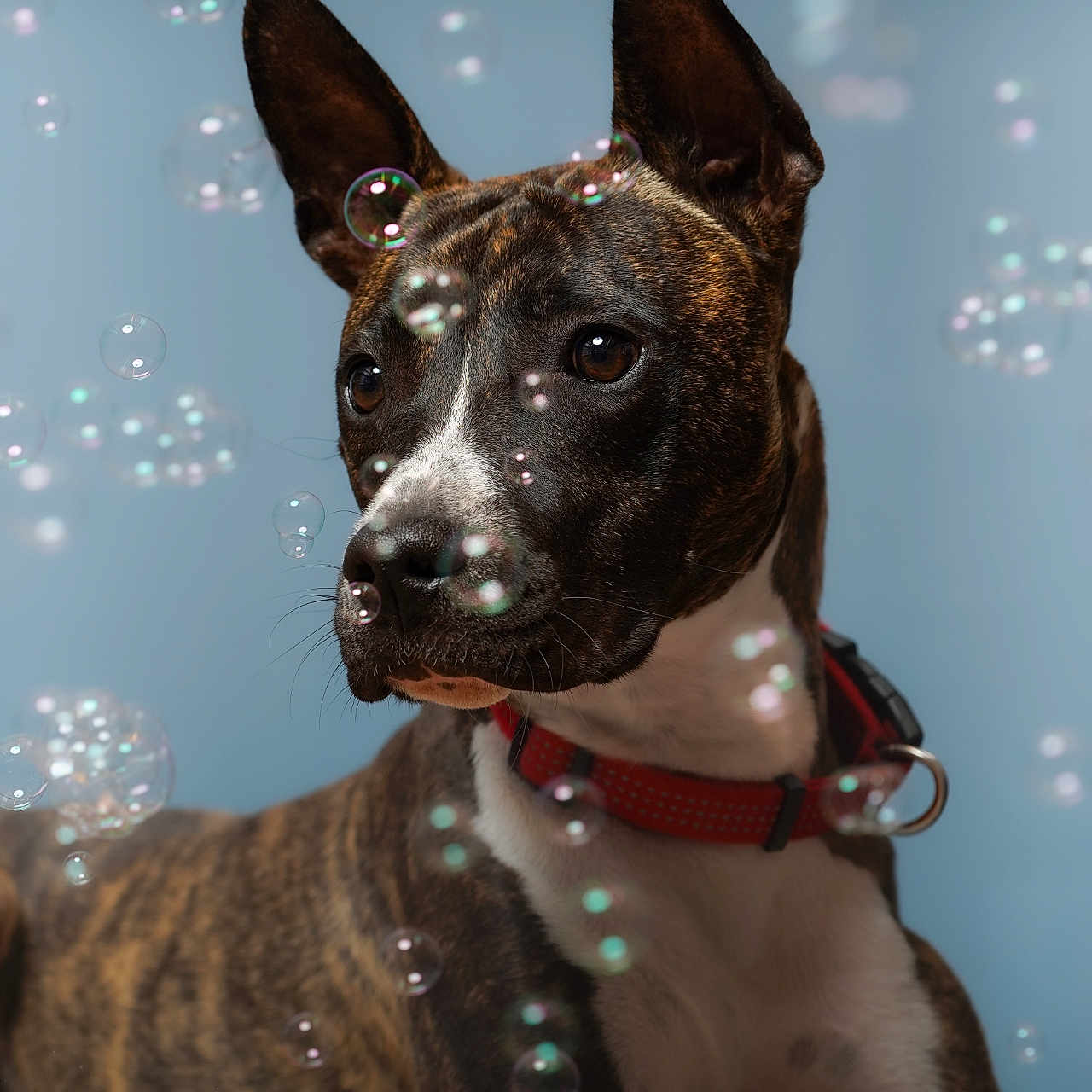 Yuko participe au concours pour gagner de l'argent avec cette photo : animal, background, brindle, brown, bubbles, canine, close_up, cute, dog, ears, indoor, looking_away, pet, playful, portrait, red_collar, snout, studio, white_chest, young_dog
